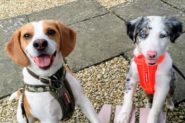 Two dogs looking at the camera with their paws on a bench at The Olde House Tearooms